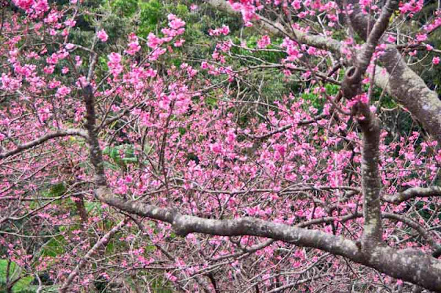 Cherry Blossoms, Okinawa, Sakura