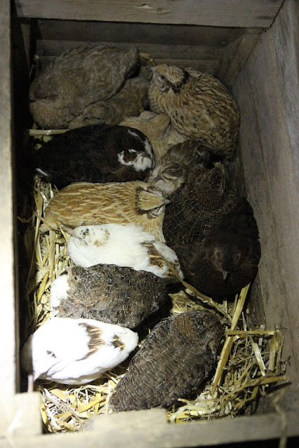 Housing for Quail in the Winter