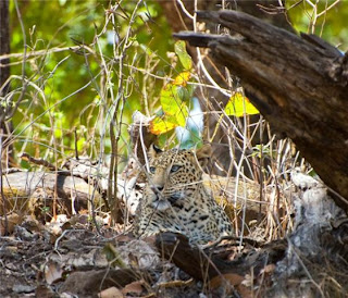 leopard images