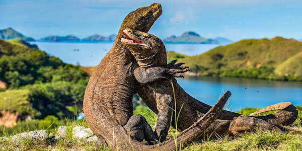 Mengenal Komodo