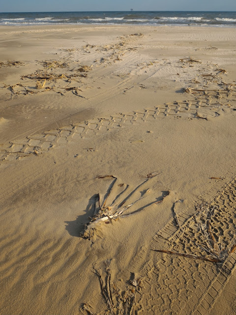 Foto broma de huella fosil en la playa de Galveston Texas