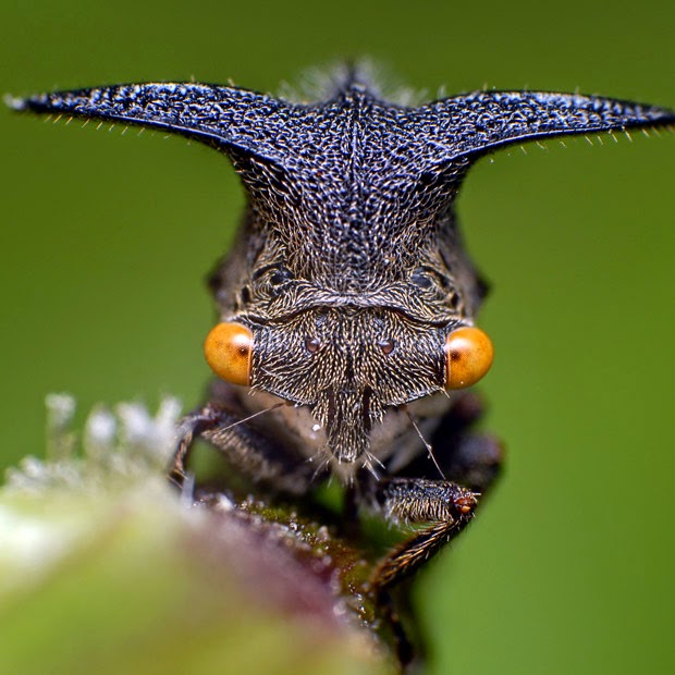  Treehopper