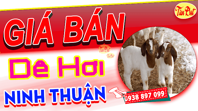 Giá dê hơi hôm nay Ninh Thuận