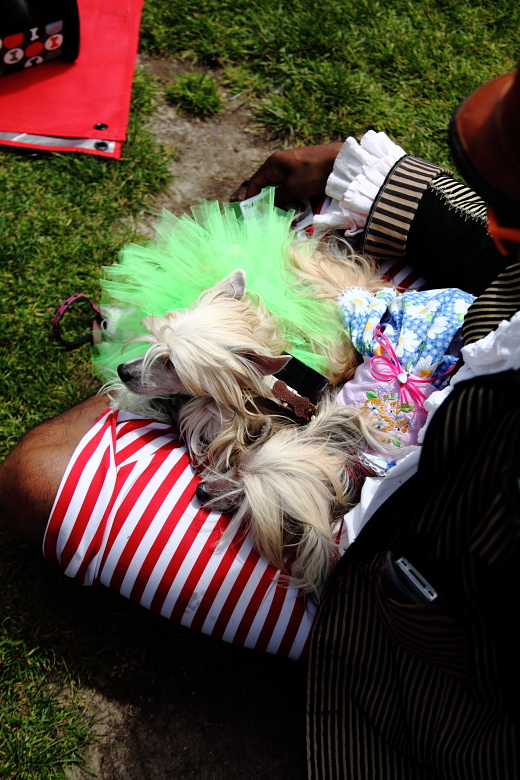 Doggie Style: The Whole Enchihuahua... Dolores Park