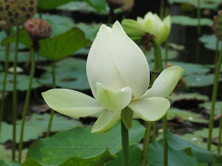 Beautiful Lotus HD Wallpapers Free Download