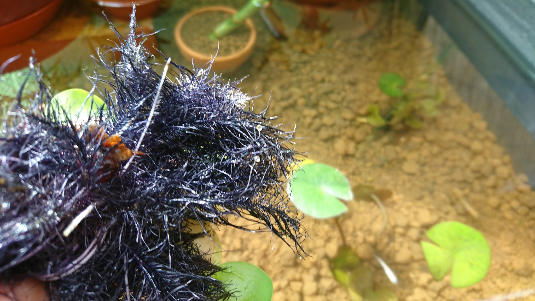 増える メダカの繁殖方法 クレブロ