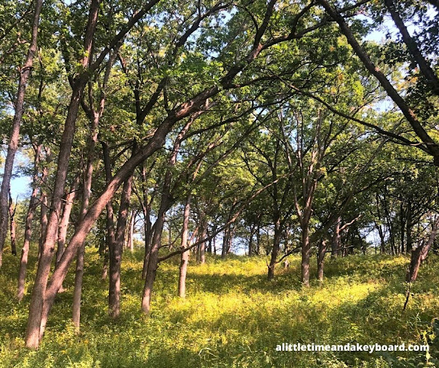 Woodlands provide shade on the trail.