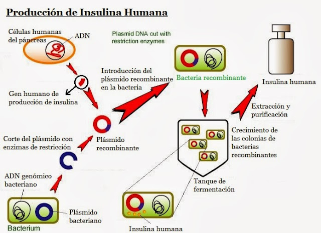 Resultado de imagen de insulina transgénica