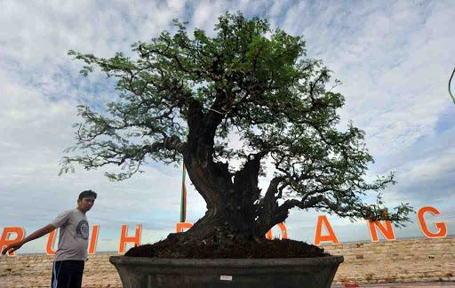 Meriahkan MTQ di Sumbar, PPBI Gelar Iven Jemur Bonsai Ranah Minang di Pantai Purus Padang