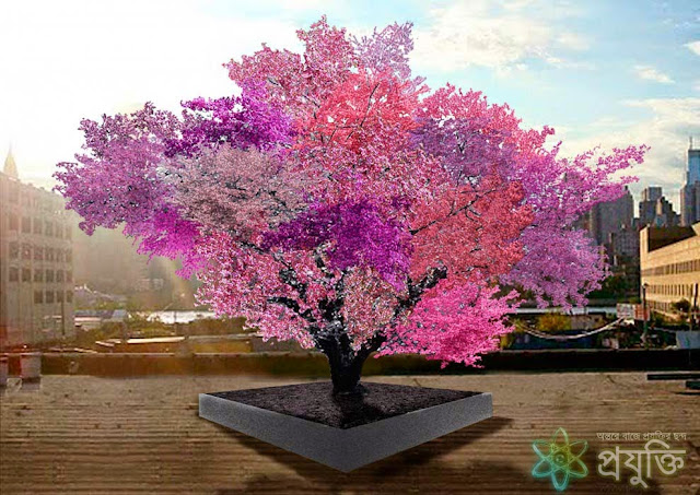 Tree of 40 fruits