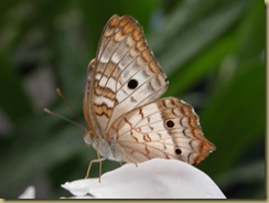 DSCN0323