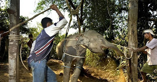 Fotos inquietantes revelan cómo se tortura a los elefantes para entretenimiento en Tailandia