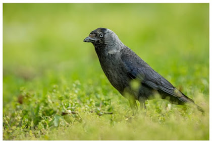 Kisah Burung Gagak Versi Kak Rasyid