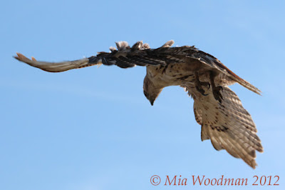 red tail hawk  flying fly