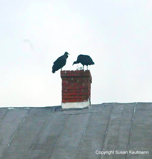 Black vultures Mt Holly NJ