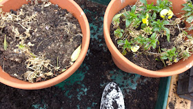 pottering in the greenhouse