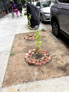 The two hibiscus saplings within their protective rings of broken brick.
