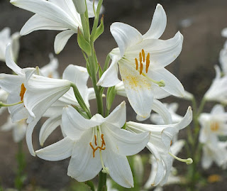 Lys blanc - Lys commun - Lis candide - Lis de la Madone - Lys de Saint-Antoine - Lilium candidum