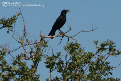 http://www.biodiversidadvirtual.org/aves/Corvus-corone-img59623.html