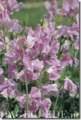 Erteblomst-Winter-Elegance-Lavender_full_plant