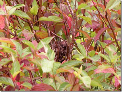 Yellow Warbler nest