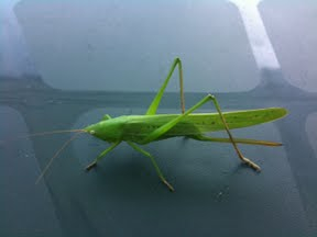iphone_photo.3cs1hFT1Z7kn.jpg