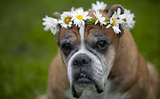 Best Wallpaper Name: Dogs Beautiful Eyes On Had Flowers; Resolotion: 2048 x . (dogs eyes on had flowers)