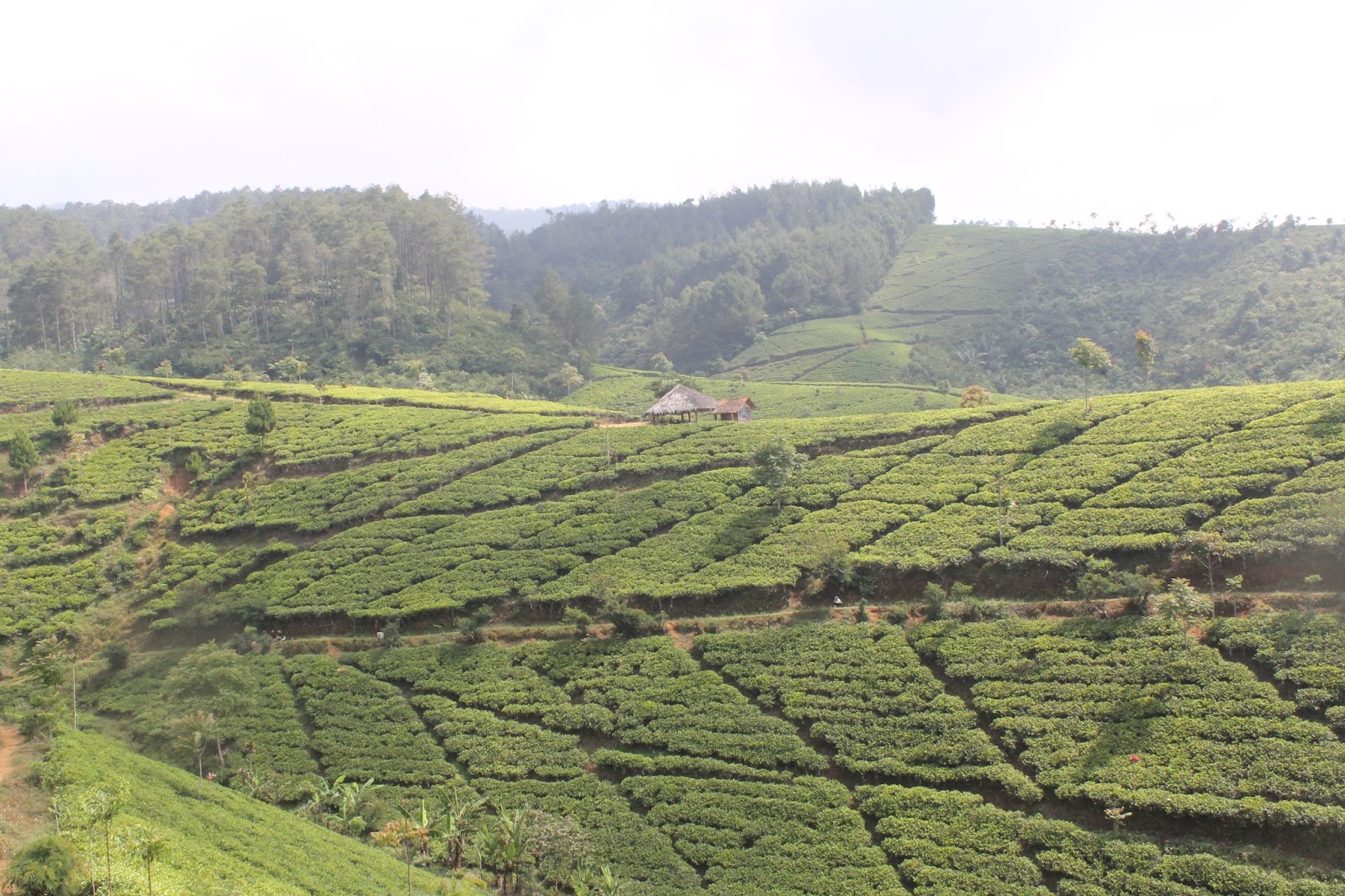 Nomor Hp Pengelola Kebun Teh Cipasung Majalengka - Wisata ...