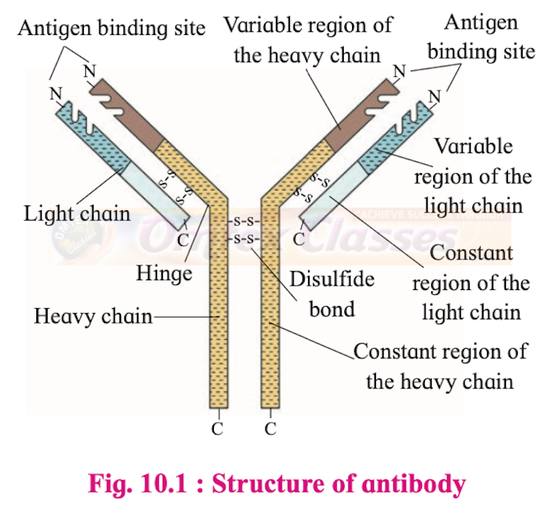 Chapter 10 Human Health and Diseases Balbharati Solutions for Biology 12th Standard HSC Maharashtra State Board