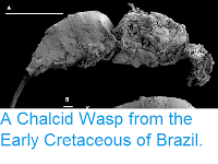 http://sciencythoughts.blogspot.co.uk/2013/08/a-chalcid-wasp-from-early-cretaceous-of.html