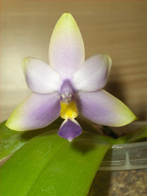 Phalaenopsis violacea coerulea, orchid species on flowering, adult flower detail