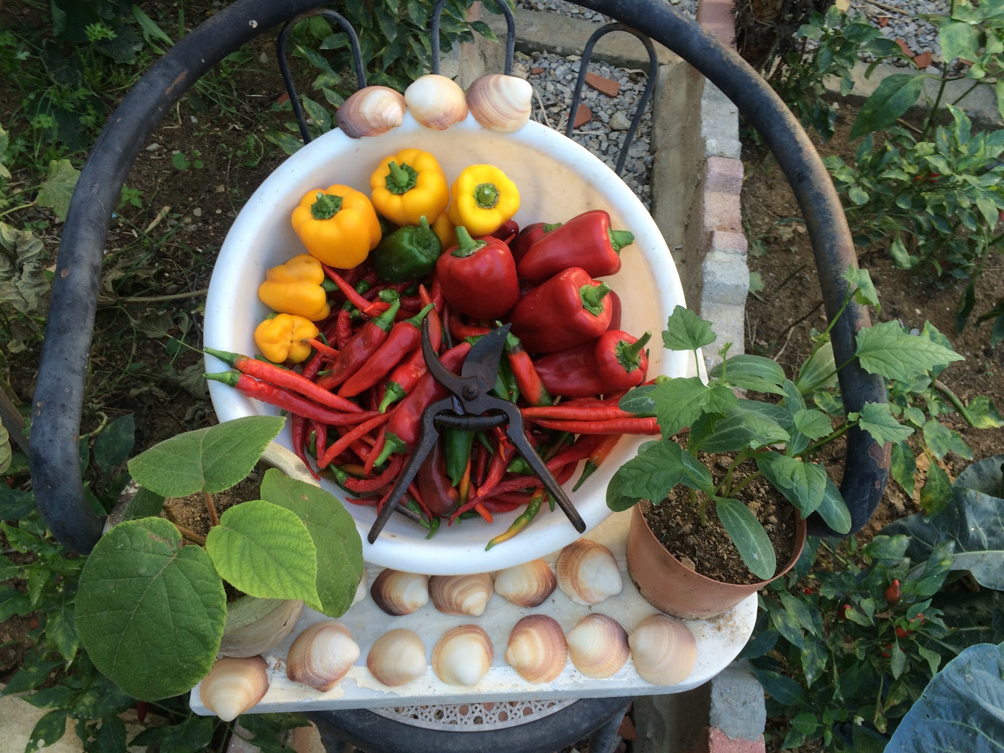 my peppers that i have harvested from my backyard garden