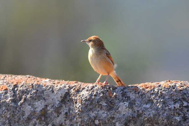 Cisticole plaintive - Cisticola lais