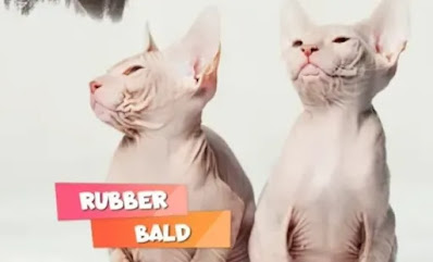 sphynx cat 1 year old size, simptoms, groth