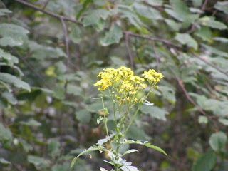 a group of yellow flowers in Mushk Puri