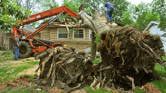 residential tree removal sarasota