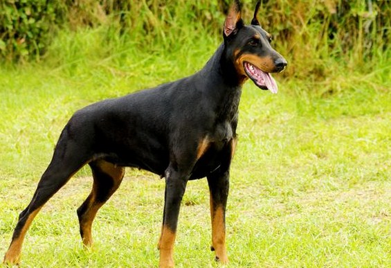 Doberman Pinscher. Photos