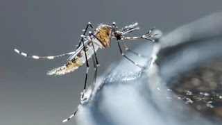 Estadísticas actualizadas: Seis víctimas mortales del dengue.