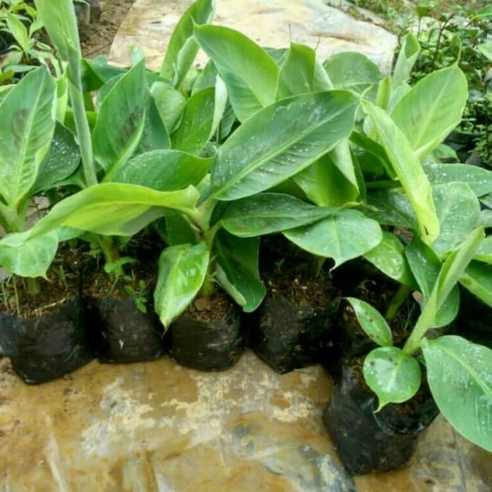 bibit pisang ulin harga murah meriah Sumatra Barat