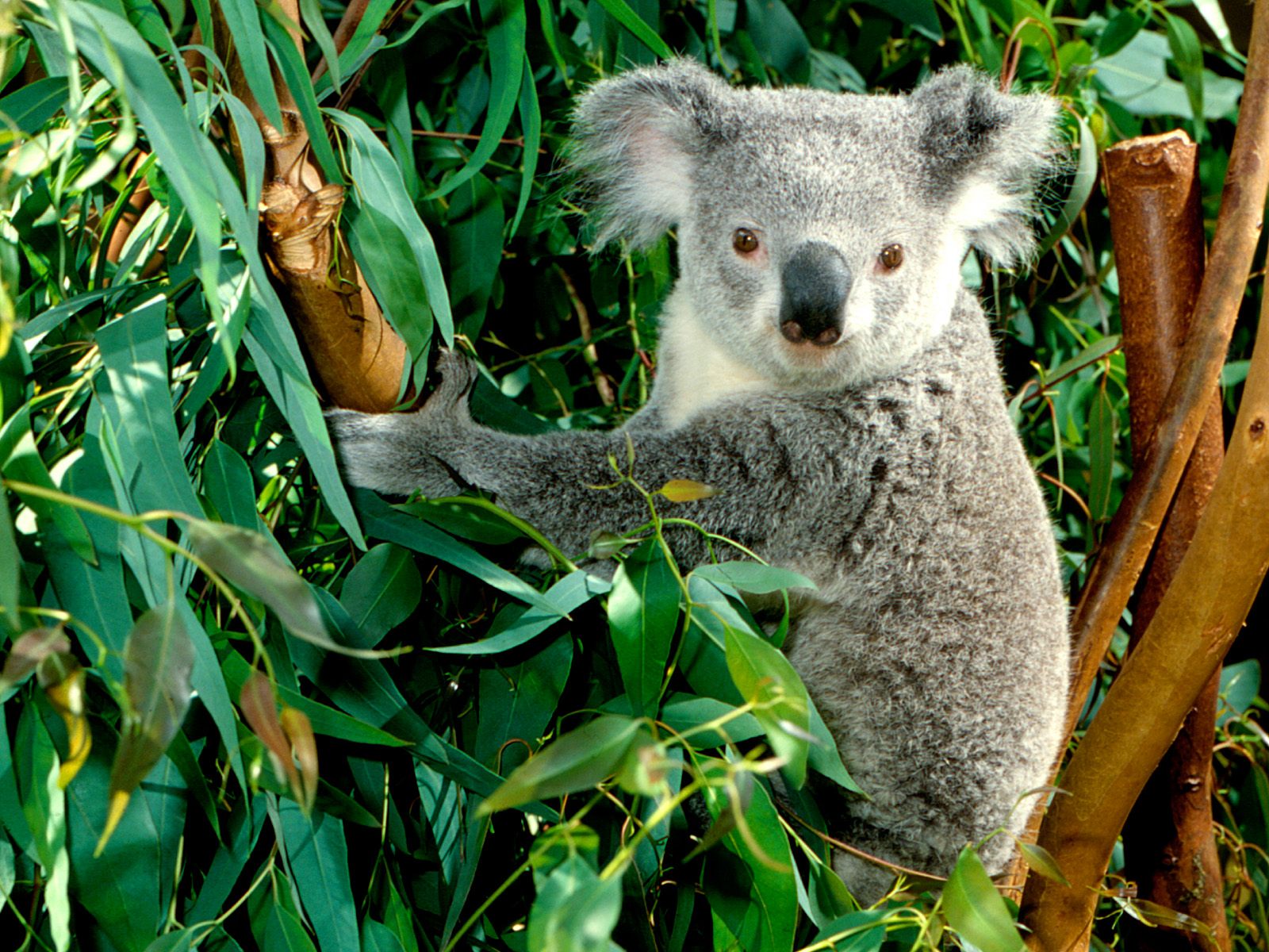 Koala Wallpaper Pets Cute And Docile