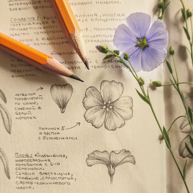 Len-obyknovennyj, Linum usitatissimum, risunok-botanika, flower, small flower, sketchbook, botanical  illustration, nature sketchbook