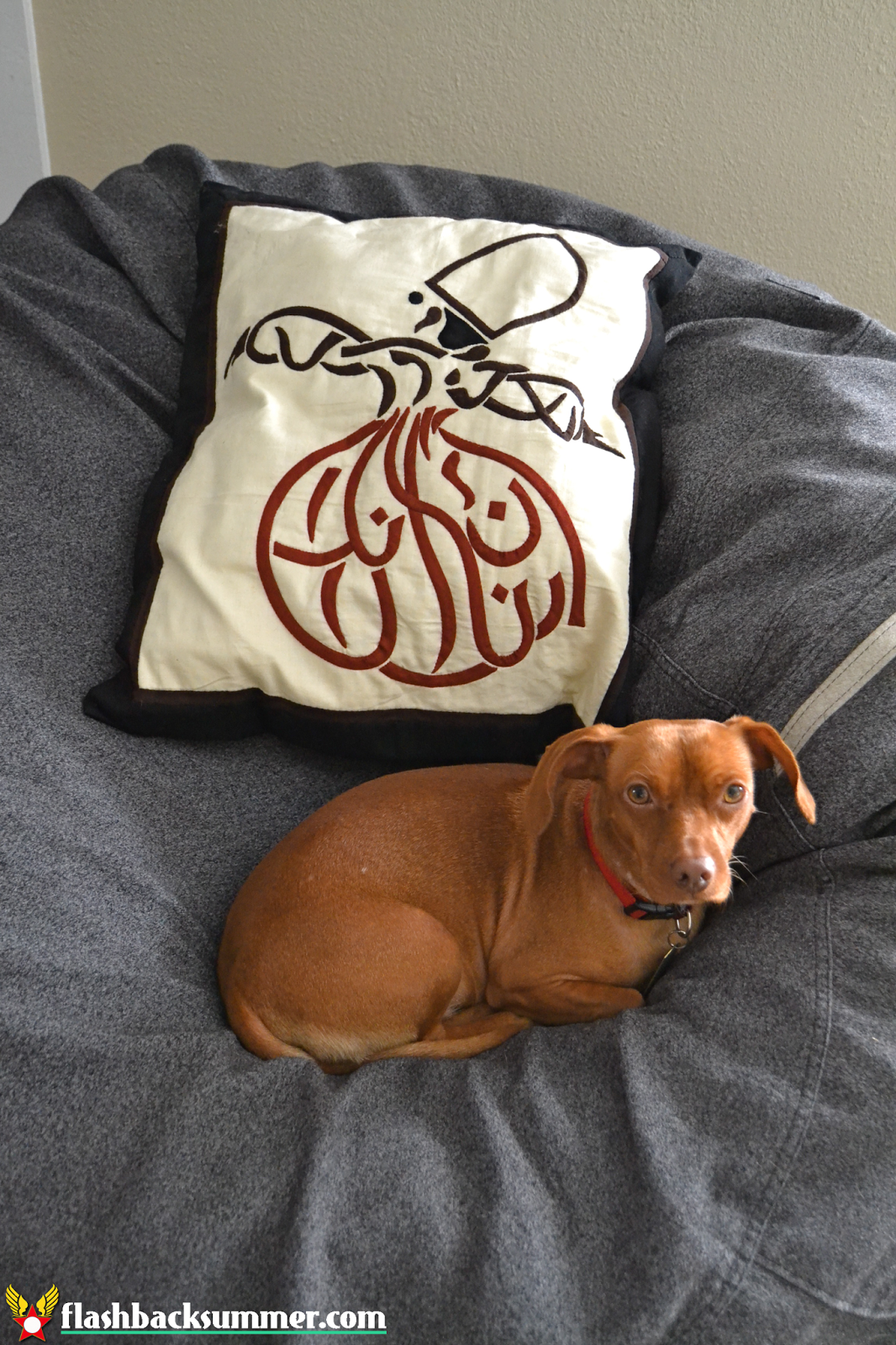 Flashback Summer: My Not-a-Magazine-Shoot Living Room - Egyptian Pillow, Viszla-dachshund