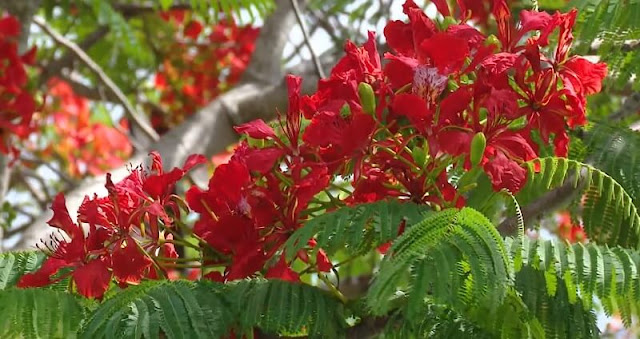 Cây hoa phượng đỏ tại Sa Đéc 1
