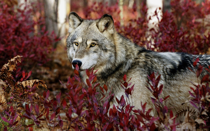 gray-wolf-wallpapers-1280x800.jpg