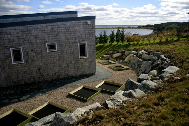 Eleven growing boxes placed around the back and side of house. T