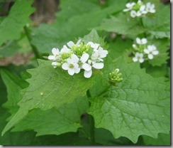 garlic_mustard_flowerhead_small