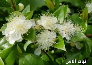 نبات الاس (Myrtus communis) وطريقة استخدامها
