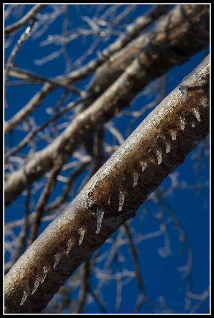 Nova Scotia; Ice Storm; Ice; Petite Riviere