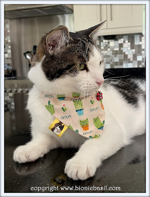 The BBHQ Midweek News Round-Up ©BionicBasil® Melvyn Modelling This Weeks Top Pick Bandana - Prickly Catcus