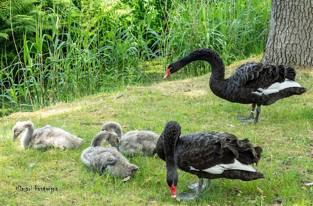 zwarte zwaan foto Mari Kapteijns